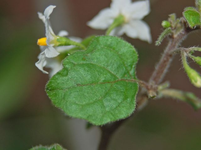 Solanum cfr. nigrum s.l.